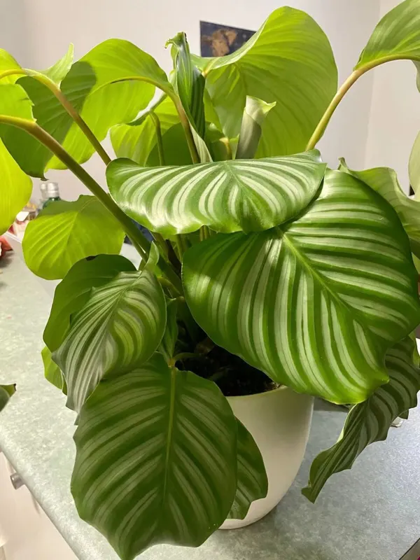 Chậu